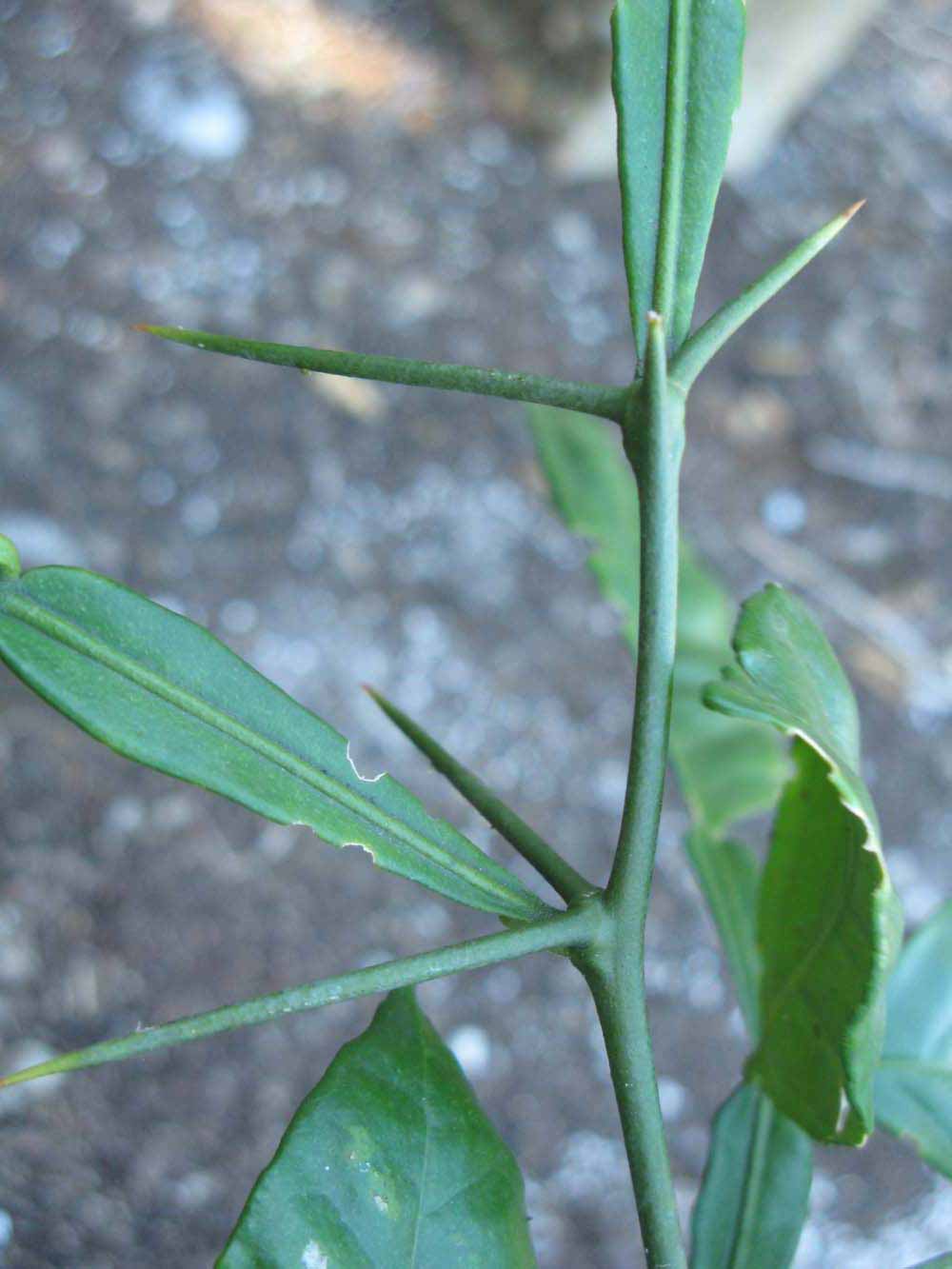            First year twig (Winter Haven, FL)   